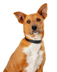 Brown Mixed Breed Dog Close Up © adogslifephoto