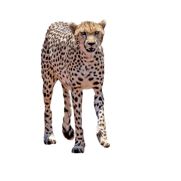 African Cheetah Cat Walking