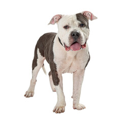 Friendly Pit Bull Dog Standing