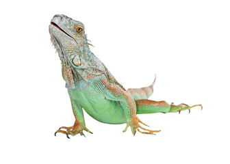 Iguana Lizard
