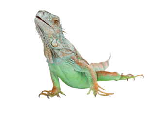 Iguana Lizard
