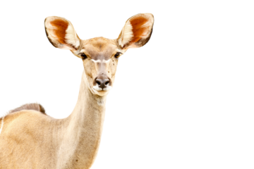 African Springbok Closeup