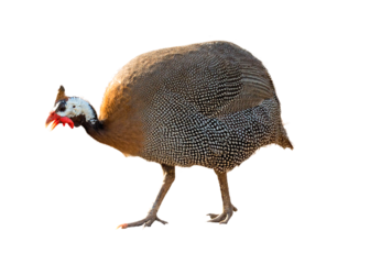 Guineafowl Bird Photo