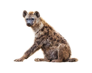 Hyena Sitting Facing Side