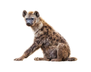Hyena Sitting Facing Side