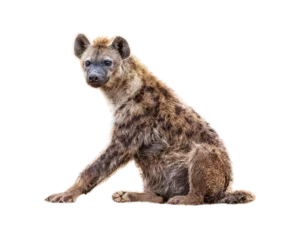 Selbstklebende Fototapeten Hyäne Hyena Sitting Facing Side  © adogslifephoto