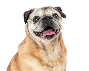 Joyful Pug Dog Smiling Closeup