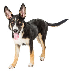 Shepherd Puppy Standing With Open Mouth  