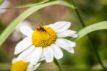 Obraz premium Käfer auf einer Blume