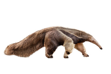 Anteater Facing Side
