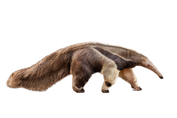 Anteater Facing Side