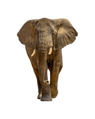 Large African Elephant Walking Forward