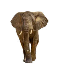 Foto auf Acrylglas Elefant Large African Elephant Walking Forward  © adogslifephoto