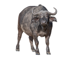 African Cape Buffalo