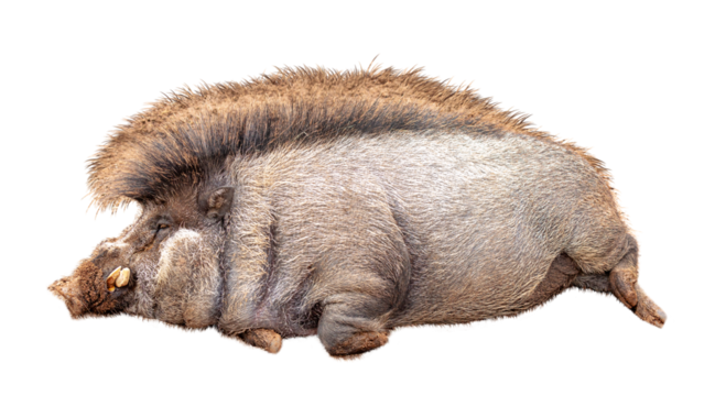 Funny Lazy Warty Pig