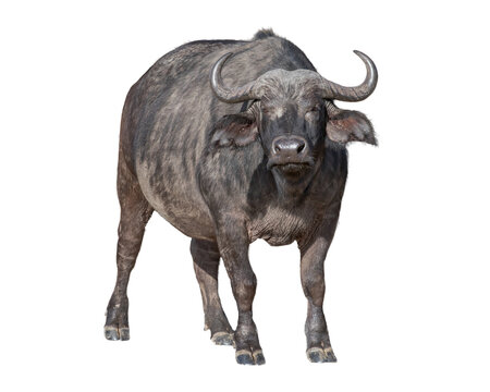 African Cape Buffalo