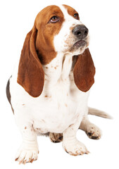 Angry Basset Hound Dog  