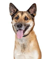 Smiling Shepherd Mix Dog Closeup  