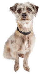 Attentive Cute Terier Crossbreed Dog Sitting  