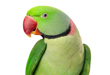 Foto op Plexiglas Alexandrine Parrot Closeup   © adogslifephoto