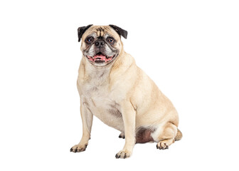 Obraz premium Large Fawn Pug Sitting Side Looking Forward