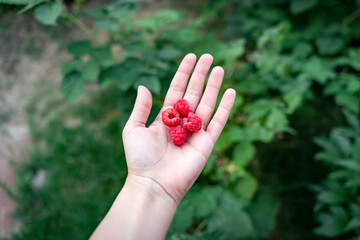 Woman holding raspberries in hand, green forest bg