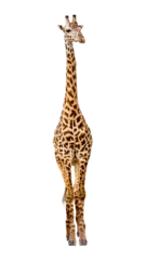 Fotobehang Giraffe Facing Forward © adogslifephoto