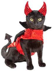 Black Cat in Devil Halloween Costume  