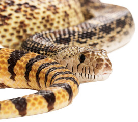 Bullsnake Coiled With Space