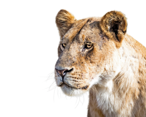Closeup Lioness Profile