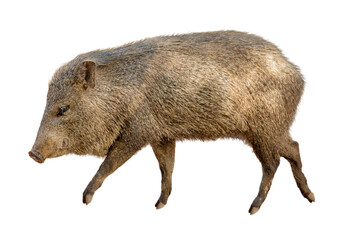 Javelina Pig Facing Side © adogslifephoto