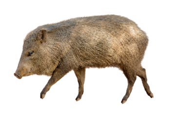 Javelina Pig Facing Side