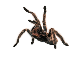 Angry Tarantula Spider  