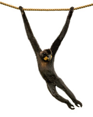Naklejka premium Gibbon Monkey Swinging From Rope