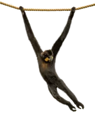  Gibbon Monkey Swinging From Rope © adogslifephoto