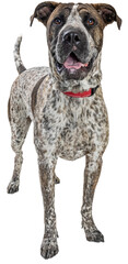 Mixed Large Breed Brindle Happy Dog Standing  