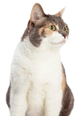Tricolor Domestic Cat Closeup Looking Side