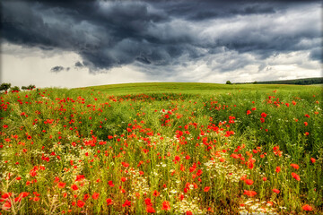 Regenwolke über ein Feld mit  Mohnblumen