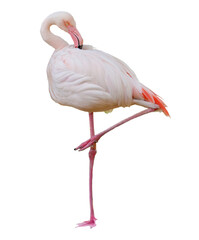 Pink Flamingo Bird Facing Side Leg Up © adogslifephoto