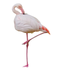 Fotobehang Flamingo Pink Flamingo Bird Facing Side Leg Up  © adogslifephoto
