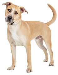 Beautiful Labrador Staffordshire Crossbreed Dog Standing  
