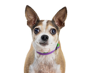 Closeup Chihuahua Dog Big Eyes   © adogslifephoto