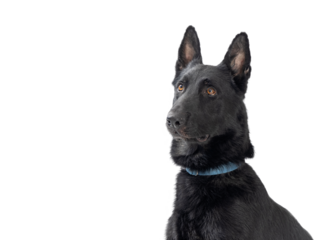 Black Belgian Malinois Dog Close Up  