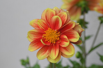 Beautiful Dalhia flower