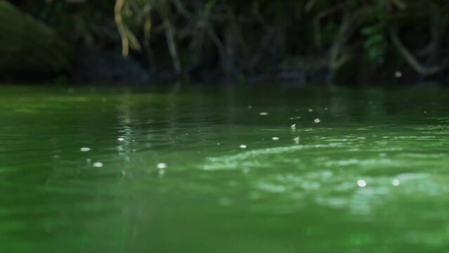 Many summer midges fly over the green fast river. Fast current and lots of flying insects in the air.
