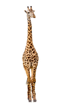 Giraffe Facing Forward