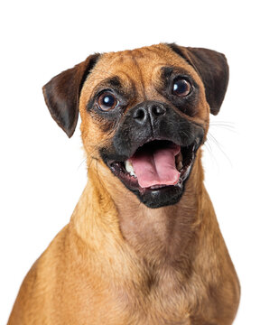 Funny Happy Pug Beagle Dog Closeup