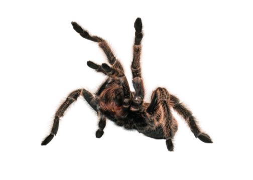 Angry Tarantula Spider  