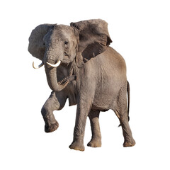 African Elephant Raising Leg Up