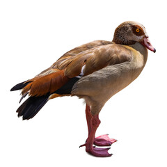 Egyptian goose (Alopochen aegyptiaca) isolated on white